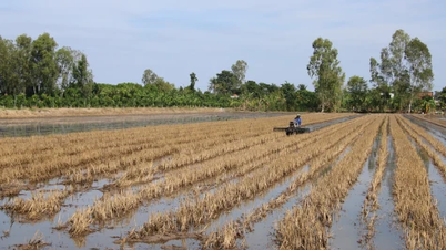 Phong Hoa Commune: Focusing on efficient production for the 2025-2026 winter-spring crop.