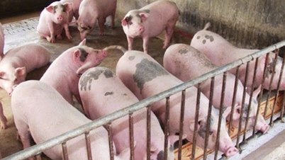 Schweinefleischpreise heute, 14. Dezember: Nordvietnam mit 62.000 VND/kg am höchsten.