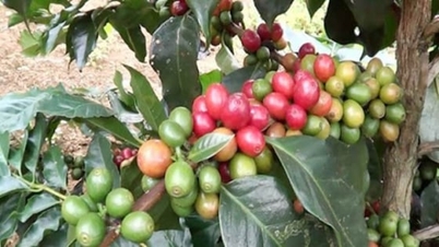 Coffee prices today, December 14, 2025: Continuing to fall sharply this week.