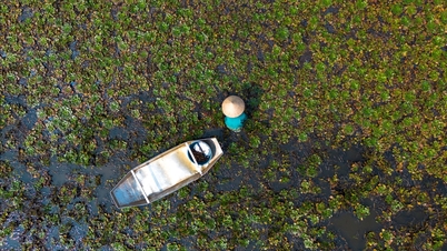 Harvesting the last of the season's water chestnut crop in the low-lying fields of Vinh Lai commune.