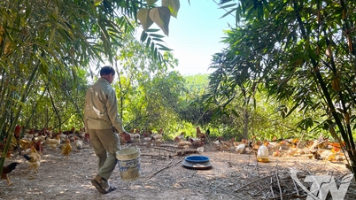 ແກ້ໄຂບັນຫາການຊອກຫາຕະຫຼາດໄກ່ປ່າພູເຂົາຝູບິ່ງ.