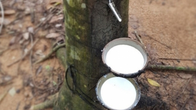 តម្លៃកៅស៊ូថ្ងៃនេះ ថ្ងៃទី១៤ ខែធ្នូ ឆ្នាំ២០២៥៖ ទីផ្សារពិភពលោកងើបឡើងវិញ។