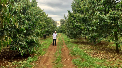 Padronização da produção agrícola para fins de exportação.
