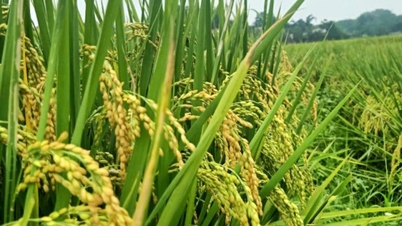 Smart risodling minskar koldioxidutsläppen med över 3,7 ton per hektar.