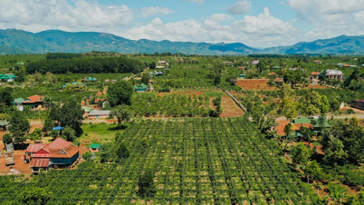 ភ្ជាប់ខ្សែសង្វាក់តម្លៃ ដើម្បីលើកកម្ពស់ឧស្សាហកម្មផ្លែប៉ាស្យុង។