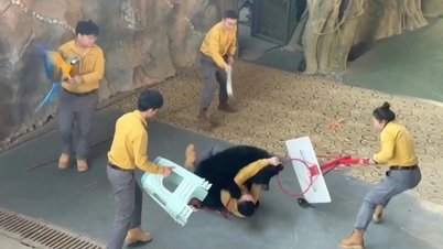 Seekor beruang hitam tiba-tiba mengamuk, menjatuhkan jurulatihnya ke tanah, menakutkan pelancong.