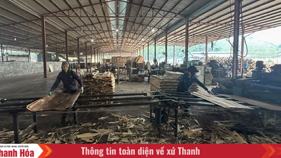 Nhu Xuan berfokus pada pengembangan bisnis.