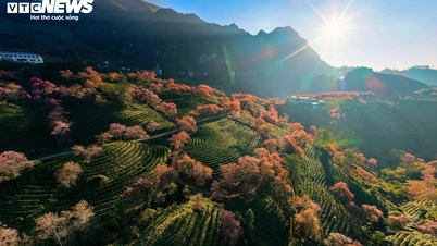 Beundre de berømte kirsebærblomstrende åsene i Sa Pa i full blomst for siste gang, før de flyttes.