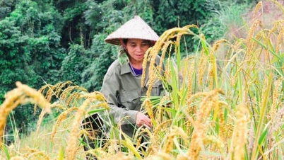 Η γεωργία στην Thai Nguyen στοχεύει στη μείωση των εκπομπών.