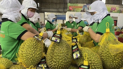 Ceny durianu dnes, 14. prosince: Stabilní, durian v Monthongu se drží na 102 000 VND/kg