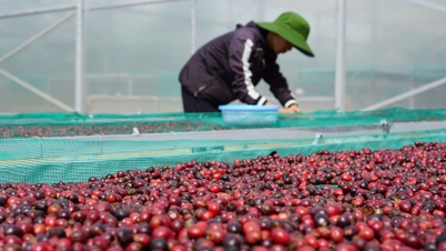 តម្លៃកាហ្វេក្នុងស្រុកបានធ្លាក់ចុះក្រោម ១០០.០០០ ដុង/គីឡូក្រាម។