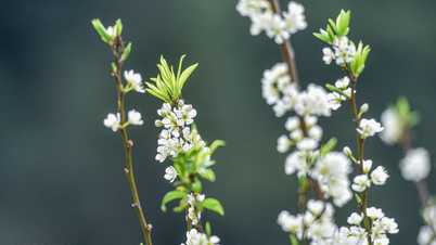 گل‌های رنگارنگ در فلات موک چائو