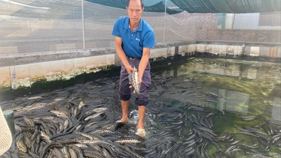 O Sr. Nguyen Duc Bon enriqueceu criando peixes-cabeça-de-cobra.