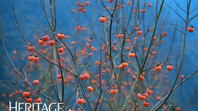Gamle rosehager, vakre som et eventyr, tiltrekker seg turister for «innsjekking» i Nghe An.