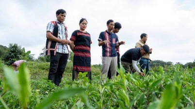 Drei ökologische Hauptzonen bilden die Grundlage für die Landwirtschaft in Quang Ngai.