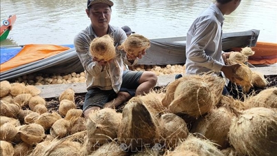 Prisen på tørkede kokosnøtter i Vinh Long har sunket med 180 000 VND per dusin.