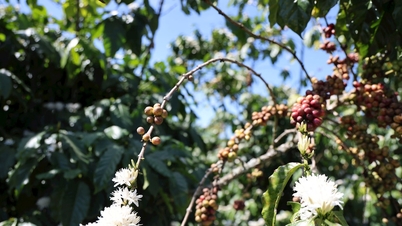 Ze względu na nietypową pogodę wiele plantacji kawy kwitnie tuż w czasie zbiorów owoców.
