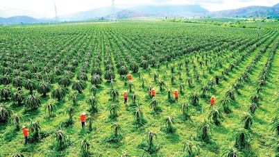 Vorbildliche landwirtschaftliche Genossenschaften schaffen Dynamik für die ländliche Wirtschaft in Lam Dong.