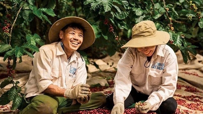 Ceny kawy dzisiaj, 14 grudnia: Ceny spadają na całej linii, poniżej 100 000 VND/kg.