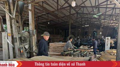 Луонг Сон поєднує посадку лісу з переробкою.