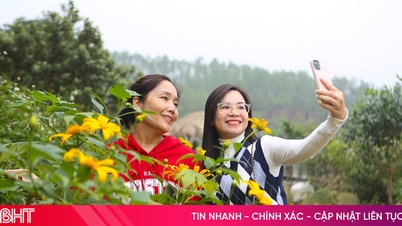 Nikmati bergambar dengan ladang bunga matahari liar di Da Bac Eco.