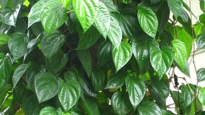 8 potential medicinal uses of betel leaves