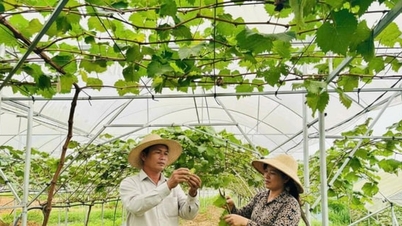 The journey out of poverty through small-scale models in Yen Xuan.