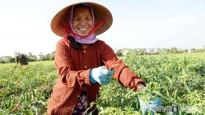 Arzın sınırlı olması nedeniyle acı biber fiyatları yüksek kalmaya devam ediyor.