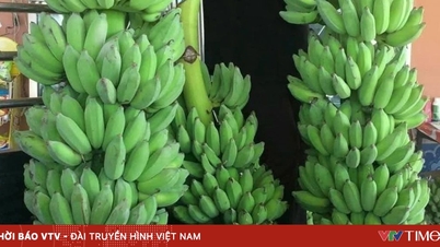 ចេកត្រូវបានគេព្យាករថានឹងចូលរួមក្នុងក្លឹបនាំចេញរាប់ពាន់លានដុល្លារក្នុងពេលឆាប់ៗនេះ។