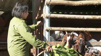 گشودن راهی برای خروج از فقر از طریق پرورش بز.