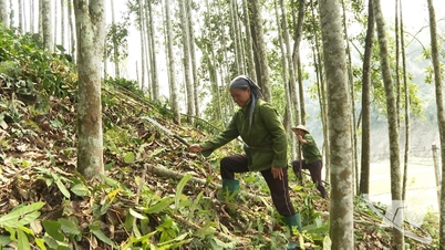 My Vy сокращает бедность за счет экономического развития, основанного на использовании лесных ресурсов.