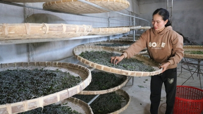 Шовкововча промисловість переживає потужне відродження.