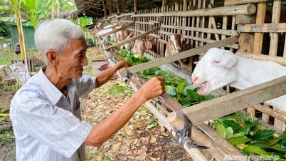Protecting livestock that will be used to supply food during Tet (Lunar New Year).
