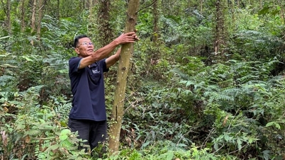 Thai Nguyen steigert den wirtschaftlichen Wert seiner Wälder durch die FSC-Zertifizierung.