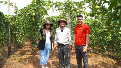 Rebuilding the foundation for the passion fruit industry.