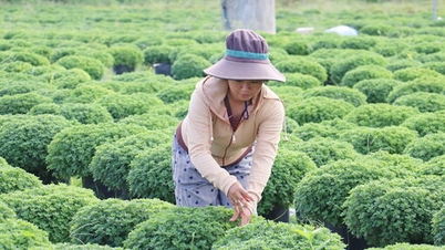 កសិករនៅឃុំហាវឌឿកកំពុងមមាញឹកដាំគ្រាប់ពូជសម្រាប់ដំណាំផ្កាតេត។