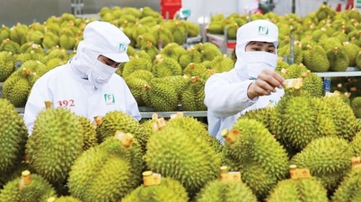 প্যাকেজিংকে মানসম্মত করার অর্থ হল ভিয়েতনামী কৃষি পণ্যের উপর বিশ্বের আস্থাকে মানসম্মত করা।