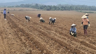 Triển khai mô hình trồng khoai tây trên vùng đất cát