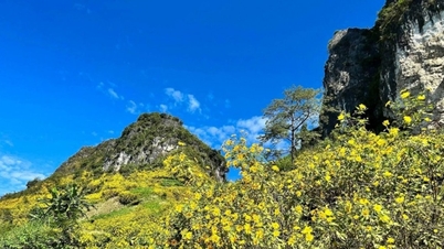 Cao Bang: Em busca dos vibrantes girassóis silvestres amarelos na região mais ao norte do Vietnã.