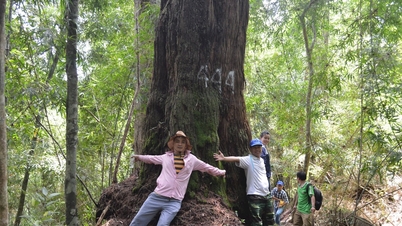 Mengeksploitasi nilai warisan hutan cemara Hung Son secara berkesan.