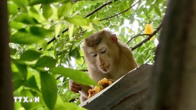 एक छोटी बच्ची पर जंगली बंदर ने हमला कर दिया, जिससे उसके चेहरे और सिर पर चोटें आईं।