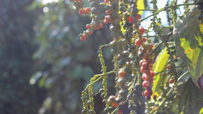 'Black gold' breaks record from 10 years ago.