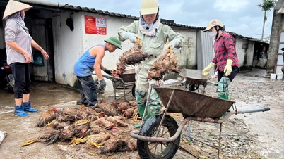 Hai Phong reagiert proaktiv auf den Klimawandel.