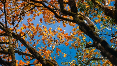 Полюбуйтесь меняющимися красками кленового леса в провинции Куангчи.