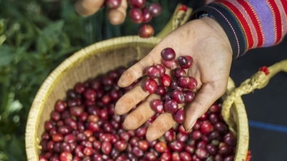 Landet som spenderade över 1 miljard dollar på att importera vietnamesiskt kaffe har avslöjats.