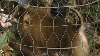 Quang Tri: Recibió dos individuos raros de la especie de mono de cara roja (mamut y mono de cara roja).