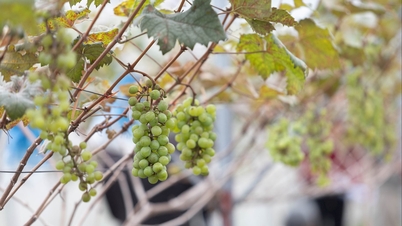 Η καλλιέργεια σταφυλιών υψηλής τεχνολογίας ανοίγει νέες ευκαιρίες παραγωγής για τους αγρότες στο Χάι Φονγκ.