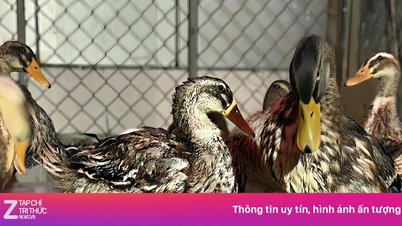 Un groupe de canards « riches » a dérivé jusqu'à un complexe hôtelier 5 étoiles et s'est vu attribuer des codes d'identification.