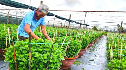 In der Blumenanbauregion Duong Son herrscht zur Zeit der Blumenblüte zum chinesischen Neujahr reges Treiben.