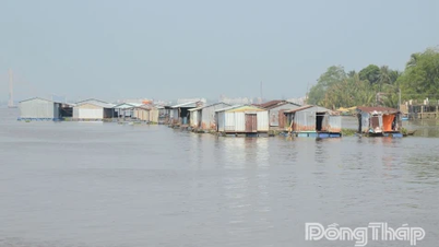 Nghề làm lồng bè nuôi cá trên sông Tiền